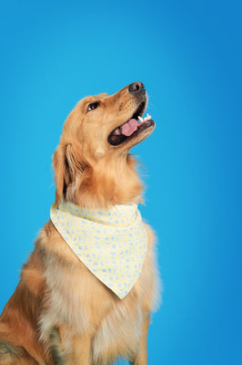 Bandana Para Mascotas Modelo Origanimal Yellow image 1