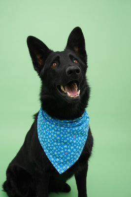 Pet Bandana Color Frogs Model image 1